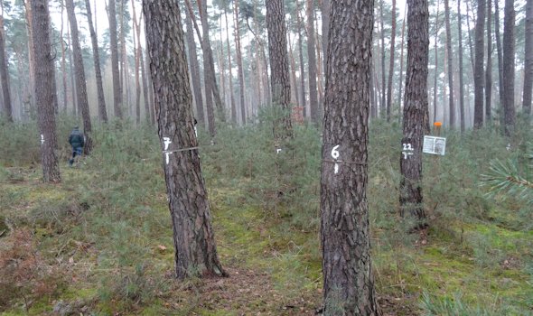 Typisches Waldbild der Dauerbeobachtungsfläche 306
