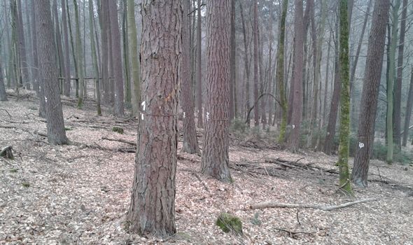 Typisches Waldbild der Dauerbeobachtungsfläche 307