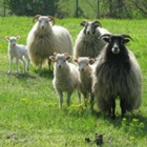 Schafe, Hoellenberg